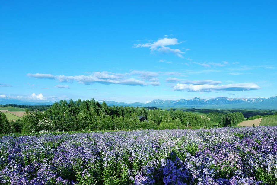 《北海道自駕遊》美瑛四季彩之丘：遠眺十勝連峰.jpg