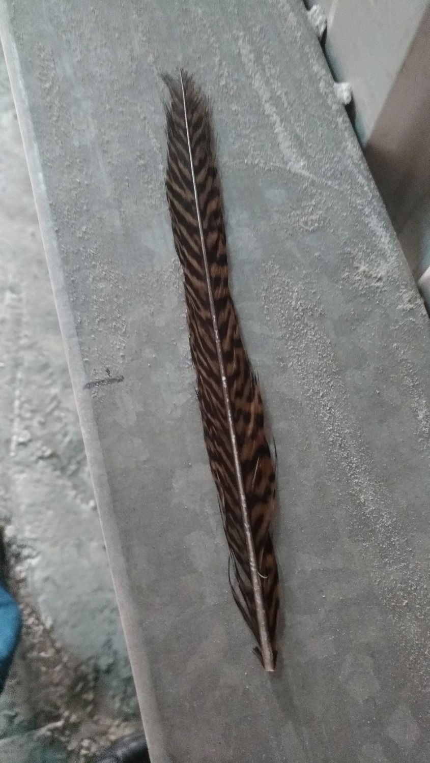 P_20180726_082126_vHDR_Auto.jpg