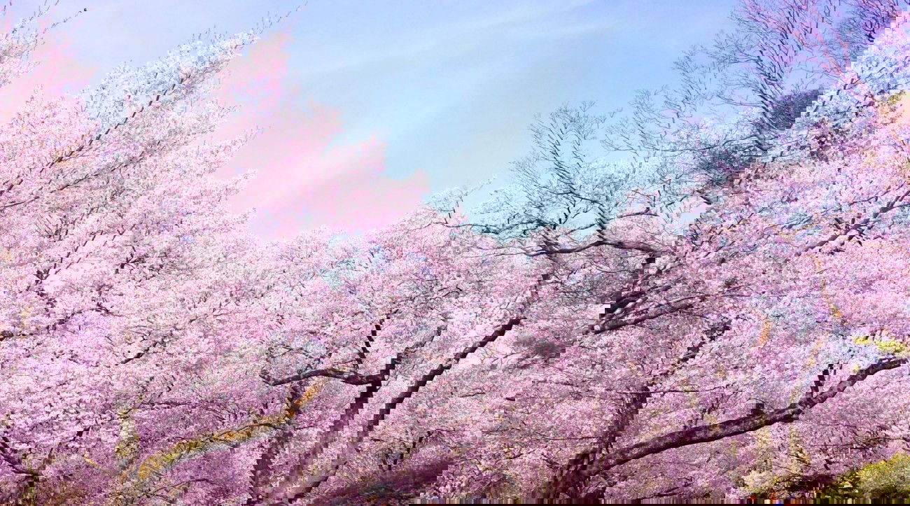 what_is_sakura.jpg