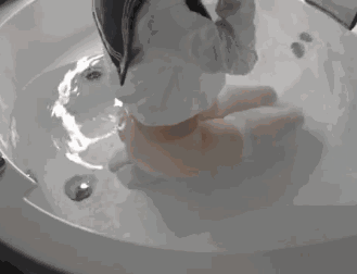 ass.gif