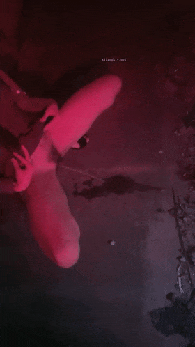 1 (7).gif