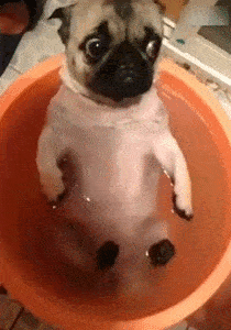 41ddaf97da1648529b8b05e4e830ed52.gif