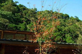 滿月圓森林遊樂園